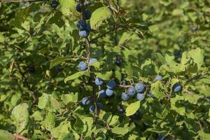 Berries of wild plum - a sloe photo