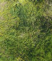 Top view of a flower clearing in the garden. Dandelions are yellow flowers and other flowers photo