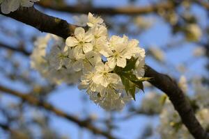 Prunus avium Flowering cherry. Cherry flowers on a tree branch photo