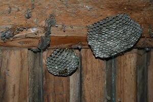 Wasp nest with wasps sitting on it. photo