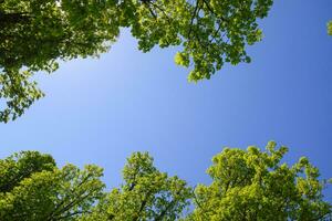 Alley of horse chestnuts against the blue sky. Green trees in the spring. Clear sky. photo