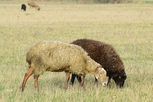 Sheep in the pasture photo