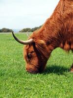 australian cow closeup photo