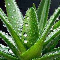 AI generated Healthy green aloe vera plants photo