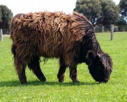 australian cow closeup photo