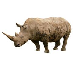 rhinoceros on white photo