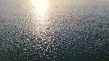 un Gaviota flotadores despacio en un reluciente agua superficie en el puesta de sol. video