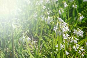 flowers closeup in spring photo