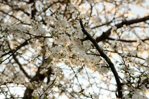 Blossom apricot flowers in the spring photo