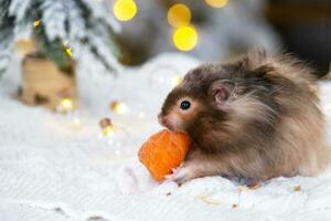 A funny shaggy fluffy hamster nibbles a carrot on a Christmas background with fairy lights and bokeh photo