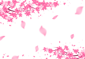 Sakura Blossom Frame. Cherry Bloom Background. Pink Flower falling Petals Border. png