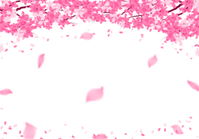 Sakura Cadre Contexte. Cerise fleur frontière. png