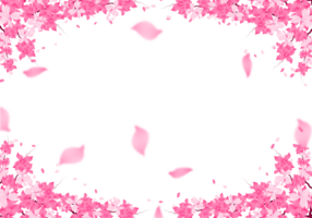 Sakura Rahmen Hintergrund. Kirsche blühen Grenze. png