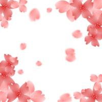 Sakura Bloom Flowers Frame Background png