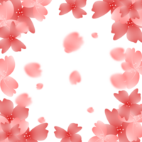sakura flor flores quadro, Armação fundo png