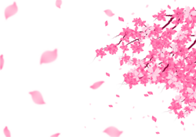 Sakura Blossom Frame. Cherry Bloom Background. Pink Flower falling Petals Border. png