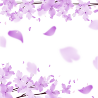 Purple Flowers Frame. Sakura bloom Background. Floral Branch Border. png