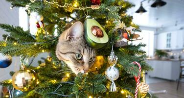 Funny cat is sitting on the Christmas tree. Hooliganism of a pet, sabotage, damage to the decor. Christmas, New Year. photo