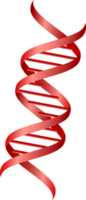 Dna strands icon png