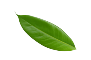 hoja planta aislado en transparente antecedentes png