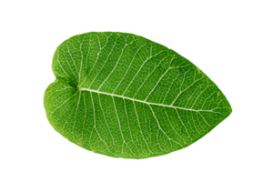 hoja planta aislado en transparente antecedentes png