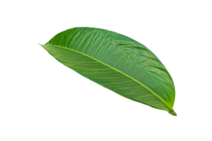 leaf plant isolated on transparent background png