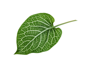 leaf plant isolated on transparent background png