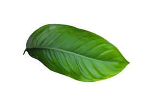 hoja planta aislado en transparente antecedentes png