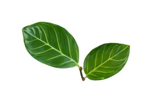 hoja planta aislado en transparente antecedentes png