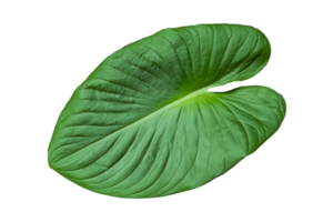 hoja planta aislado en transparente antecedentes png