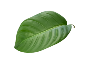 hoja planta aislado en transparente antecedentes png