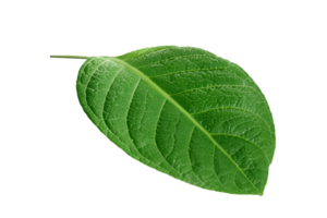 leaf plant isolated on transparent background png