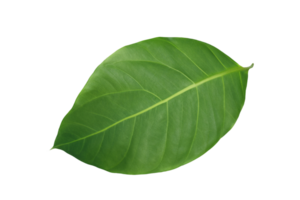 hoja planta aislado en transparente antecedentes png