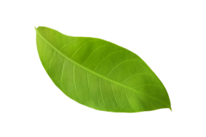 hoja planta aislado en transparente antecedentes png