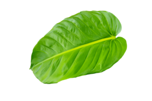 feuille plante isolé sur transparent Contexte png