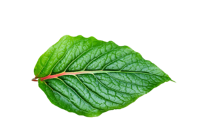 feuille plante isolé sur transparent Contexte png