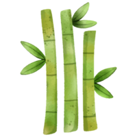 water color bamboo tree. png