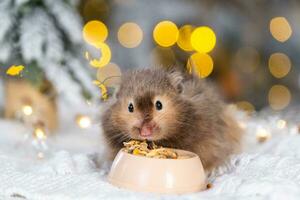 A funny shaggy fluffy hamster nibbles feed seeds from a bowl on a Christmas background with fairy lights and bokeh photo