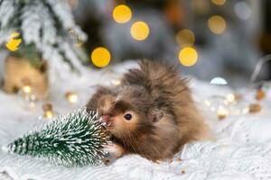 A funny shaggy fluffy hamster nibbles Gnawing on the Christmas tree on a Christmas background with fairy lights and bokeh photo