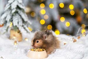 A funny shaggy fluffy hamster nibbles feed seeds from a bowl on a Christmas background with fairy lights and bokeh photo