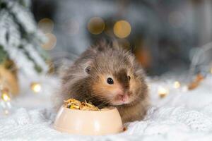 A funny shaggy fluffy hamster nibbles feed seeds from a bowl on a Christmas background with fairy lights and bokeh photo