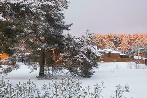 The village house in winter is covered with snow among the pines. Winter landscape photo