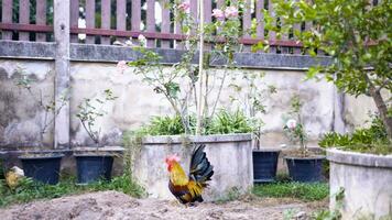 un' grande Gallo sta nel il alto erba su un' soleggiato giorno. galline nel il sfondo. Gallo e polli. gratuito gamma cazzo e galline. video