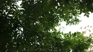 primavera paesaggio di alberi contro il cielo. rami di alberi nel il Visualizza a partire dal sotto in il cielo video