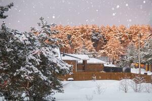 el pueblo casa en invierno es cubierto con nieve entre el pinos invierno paisaje foto