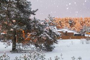 el pueblo casa en invierno es cubierto con nieve entre el pinos invierno paisaje foto