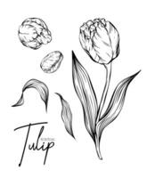 Botanical set line illustration of tulip flowers for wedding invitation and cards, logo design, web, social media and poster, template, advertisement, beauty and cosmetic industry. vector