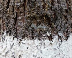 Abstract closeup of the wooden texture photo