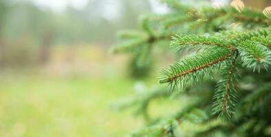 Natural fir branches photo