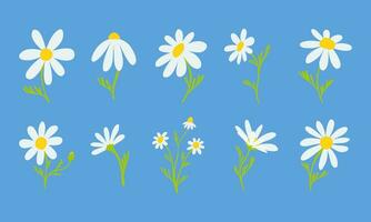 Set of hand drawn daisies. Different sizes and types of chamomile. Vector isolated on blue background illustration